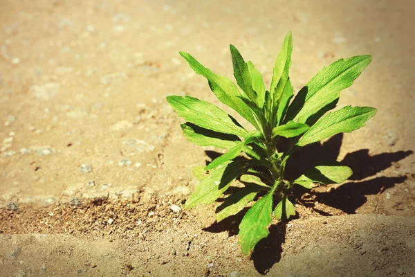 Planta creciendo a través del pavimento —  Fotos de Stock