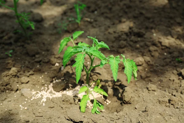 Planten met meststof op bodem achtergrond — Stockfoto