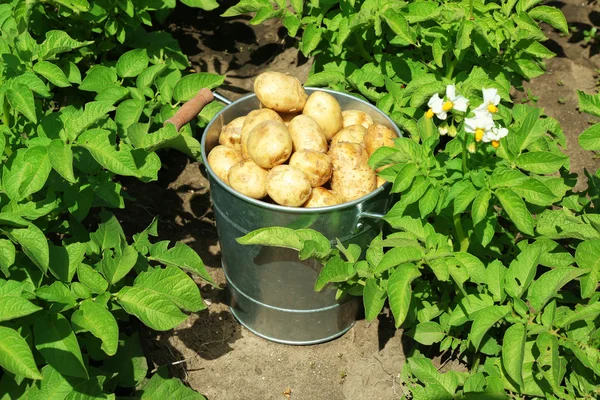 Batatas novas em balde de metal sobre plantação de batata — Fotografia de Stock