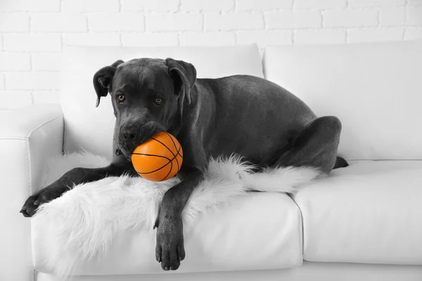 Cane corso italiano dog lying on sofa with ball at home — Stock Photo, Image