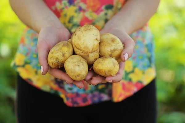 Female handful of new potatoes in garden — Stock Photo, Image