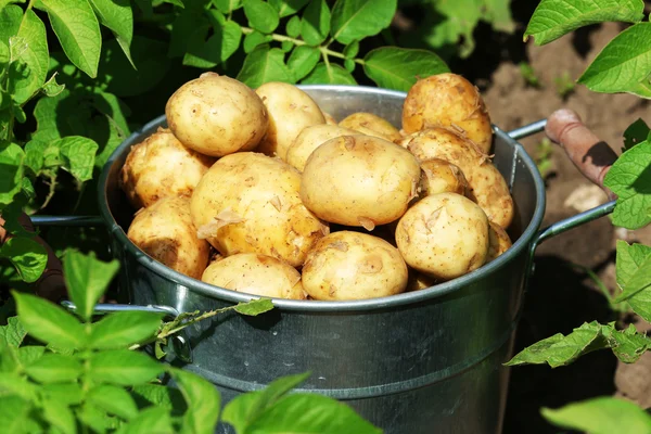 Batatas novas em balde de metal no jardim — Fotografia de Stock