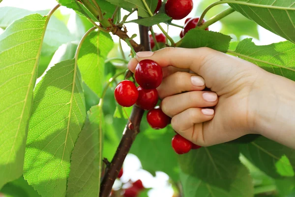 Female hand picking cherries from branch in garden — Stock Photo, Image