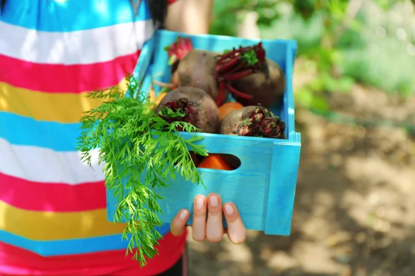 Frauenhände halten Holzkiste mit frischem Gemüse im Garten — Stockfoto