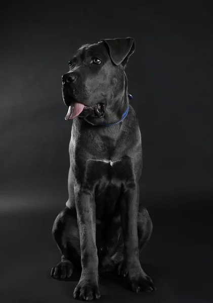 Cane corso olasz kutya-fekete háttér — Stock Fotó