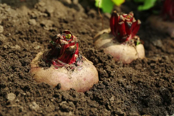 Fresh new beet growing in garden — Stock Photo, Image