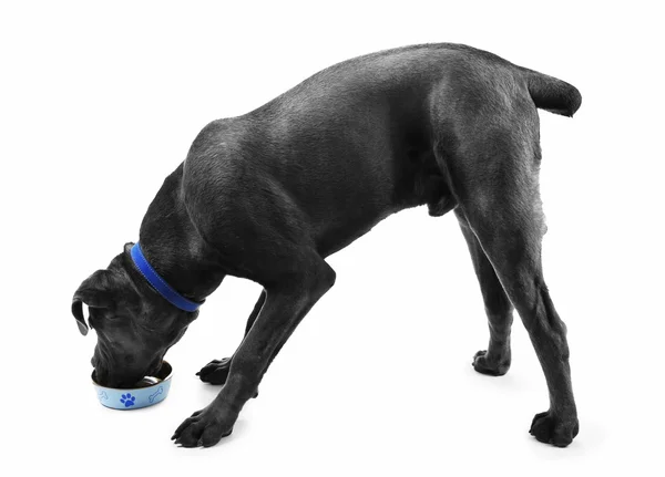 甘蔗 corso 意大利语狗吃上白色孤立的食物 — 图库照片