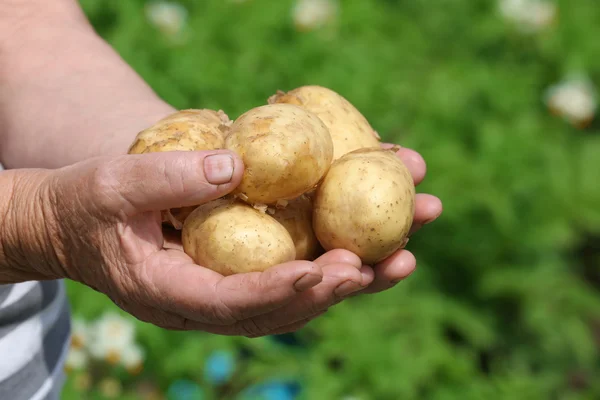 Жінка жменька нової картоплі в саду — стокове фото