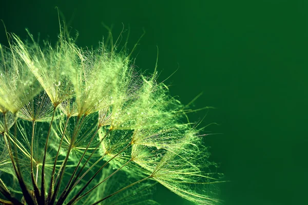 Beautiful dandelion with water drops on green background — Stock Photo, Image