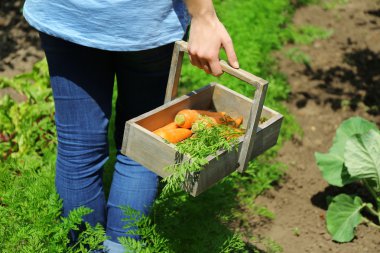 Yeni taze havuç Bahçe ahşap sepeti ile eller