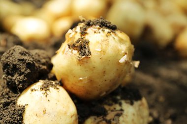 Kırpma toprak, closeup yeni patates