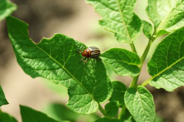 Colorado böceği patates üzerinde Bahçe, closeup bırakır