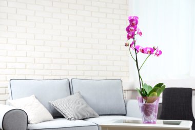 Oda tablo tencerede güzel Lila orkide