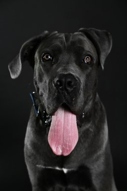 Cane corso Italiano köpek siyah arka plan üzerine