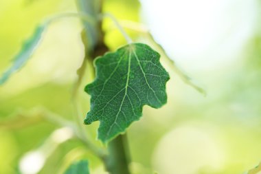 Ağaç dalı, closeup yeşil yaprakları