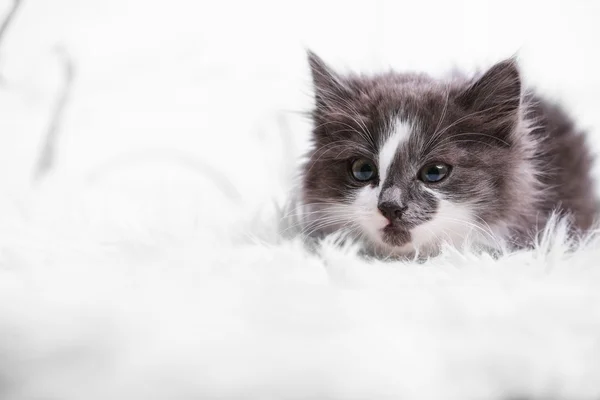 Gatinho cinza bonito no tapete no chão em casa — Fotografia de Stock