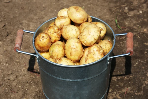 Nieuwe aardappelen in metalen emmer in tuin — Stockfoto