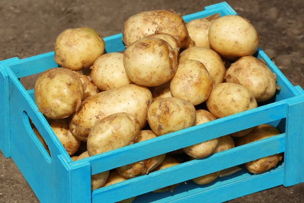 New potatoes in wooden crate over soil background — Stock Photo, Image