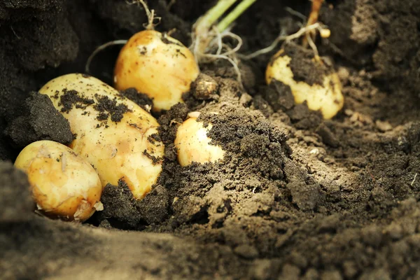 Kırpma toprak arka plan üzerinde yeni patates — Stok fotoğraf