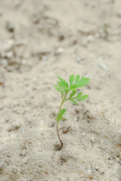 Plant growing through pavement — Stock Photo, Image