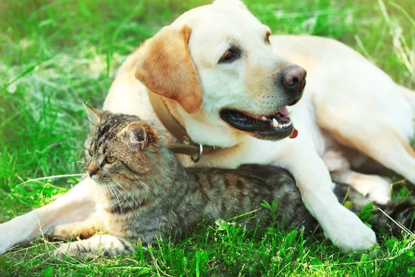 Cão amigável e gato descansando sobre fundo grama verde — Fotografia de Stock