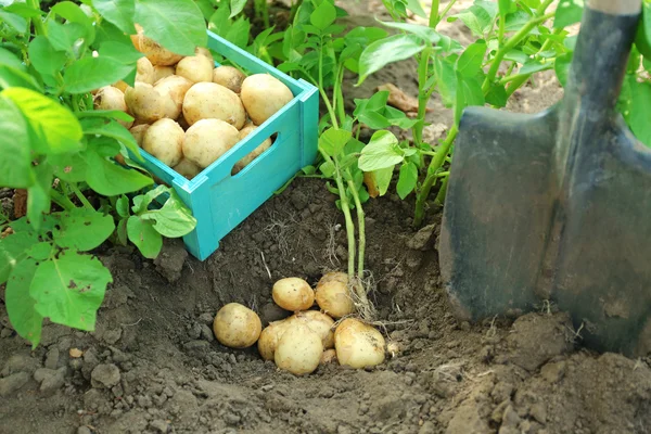 Toprak arka plan üzerinde ahşap sandık yeni patates — Stok fotoğraf