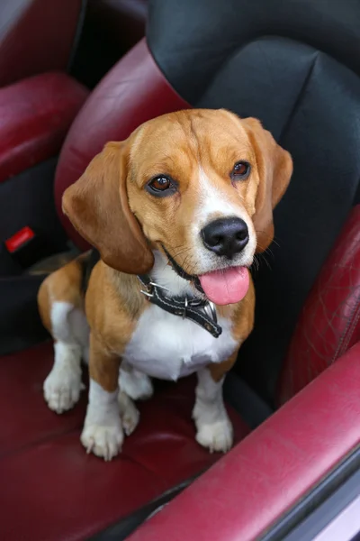 Divertente cane carino in auto — Foto Stock