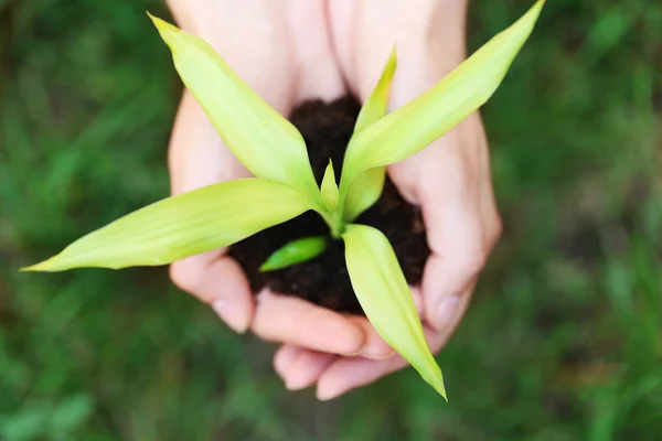 Plant en bodem in vrouwelijke handen over groene gras, close-up — Stockfoto