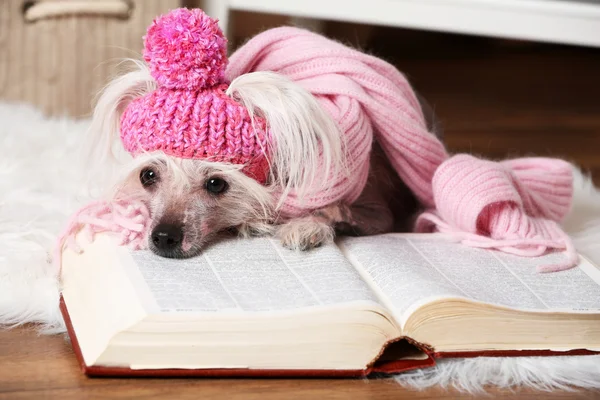 Peinado chino cresta perro con libro en la habitación —  Fotos de Stock