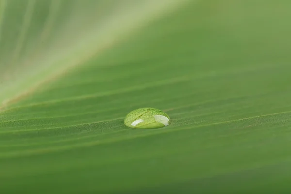 Green leaf with droplet, closeup — Stock Photo, Image