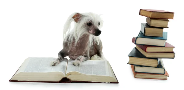 Haarloser chinesischer Haubenhund mit Bücherhaufen isoliert auf weißem Grund — Stockfoto