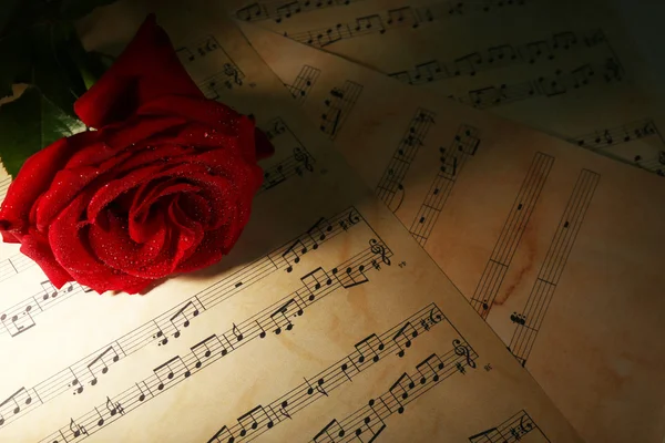Beautiful red rose on music sheets, closeup — Stock Photo, Image