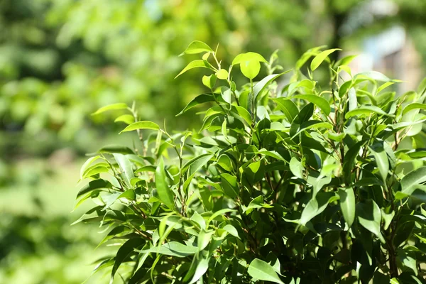Green tea bush with fresh leaves, outdoors — Stock Photo, Image