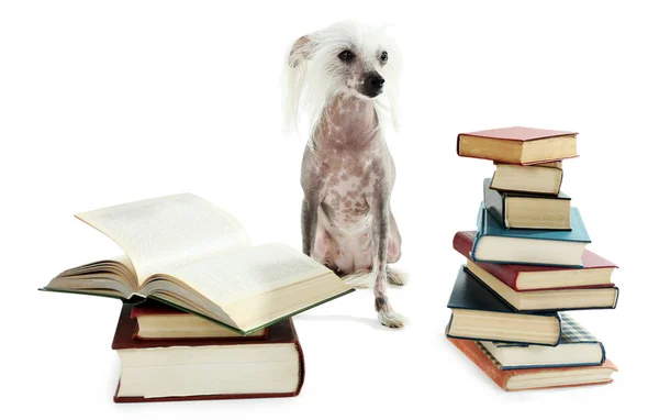 Haarloser chinesischer Haubenhund mit Bücherhaufen isoliert auf weißem Grund — Stockfoto