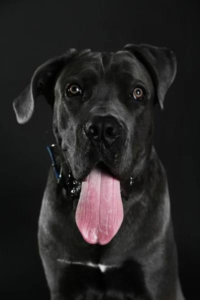 Cane corso perro italiano sobre fondo negro —  Fotos de Stock