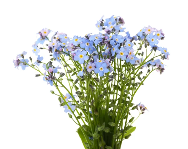 Olvídame de las flores, aisladas en blanco —  Fotos de Stock
