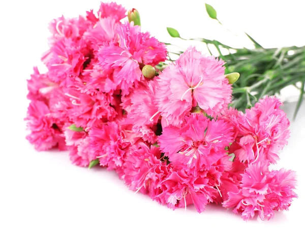 ピンクのカーネーションの白で隔離の美しい花束 — ストック写真
