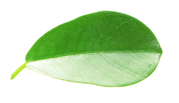 Hoja verde aislada sobre blanco —  Fotos de Stock