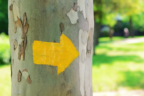 Bright arrow on tree outdoors — Stock Photo, Image