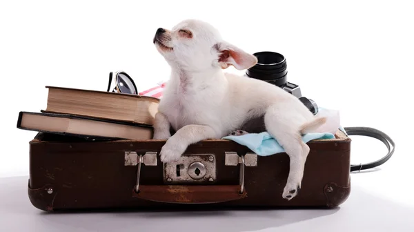 Очаровательная чихуахуа собака в чемодане с вещами, изолированными на белом — стоковое фото
