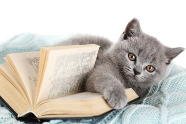 Açık kitap ile şirin gri kedicik