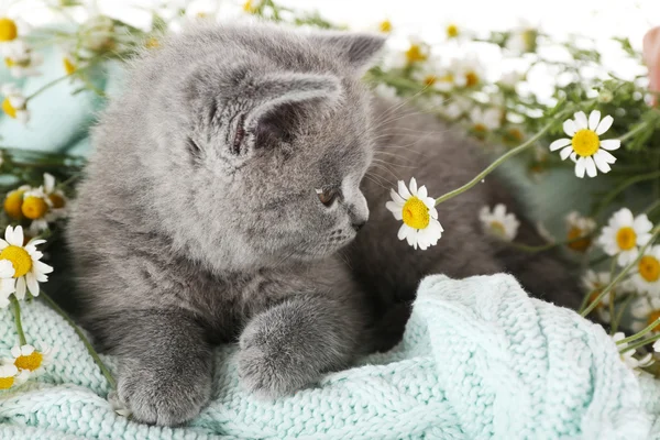 Ładny szary kotek na pled z chamomiles, zbliżenie — Zdjęcie stockowe