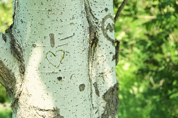 Corazón tallado en el árbol de cerca —  Fotos de Stock