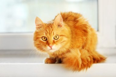 Pencere arka plan üzerinde kırmızı kedi