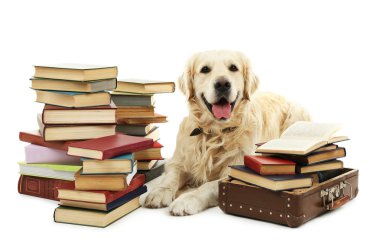 labrador yığın üzerinde beyaz izole kitap ile portresi