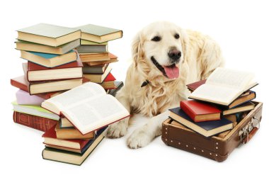 labrador yığın üzerinde beyaz izole kitap ile portresi