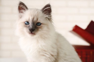 açık renkli kitapları ile şirin küçük kedi