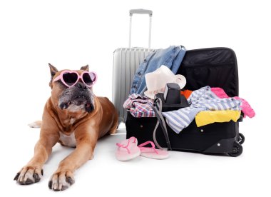 Güzel Boxer köpek ile üzerine beyaz izole bavul