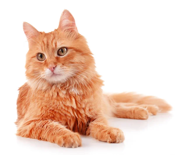 Portrait de chat rouge isolé sur blanc — Photo