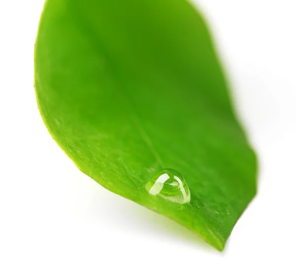 Grünes Blatt mit Tröpfchen isoliert auf weiß — Stockfoto